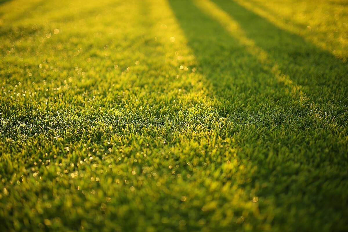 Love Lawns? Rent at these Zip Codes