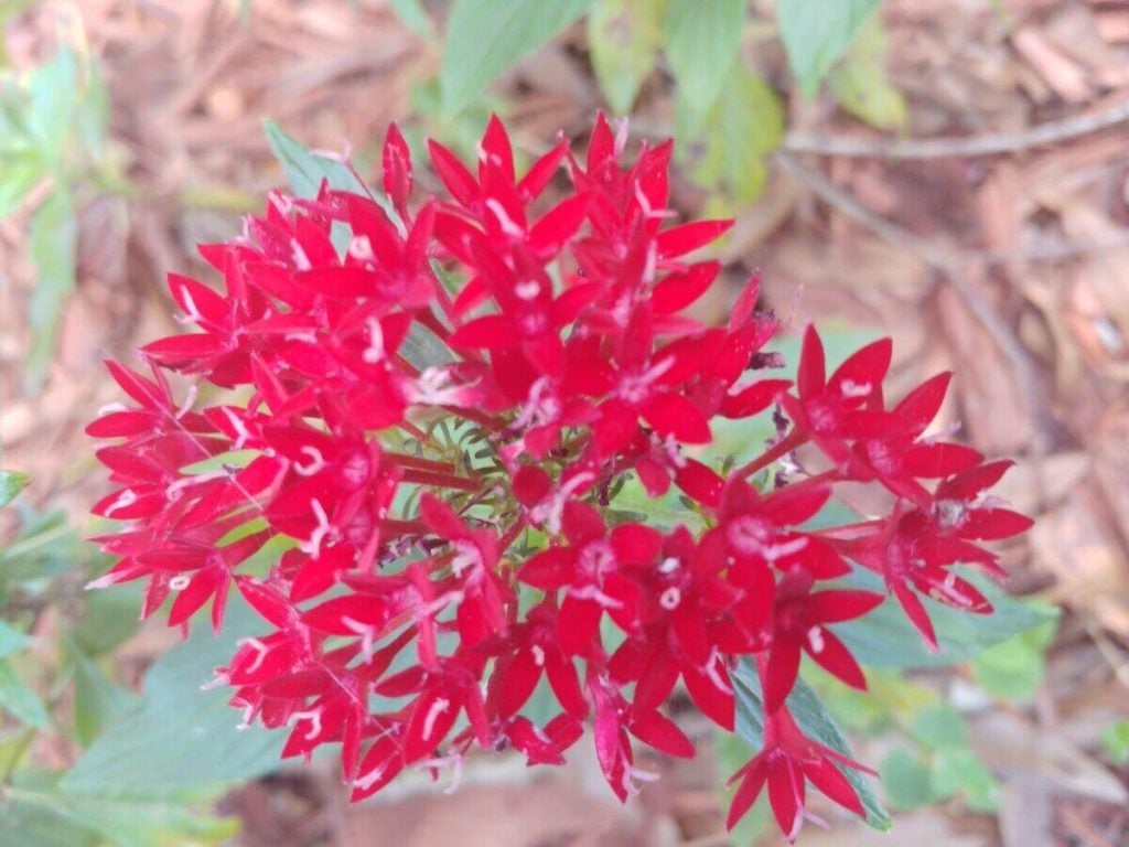 Bright red, penta flower