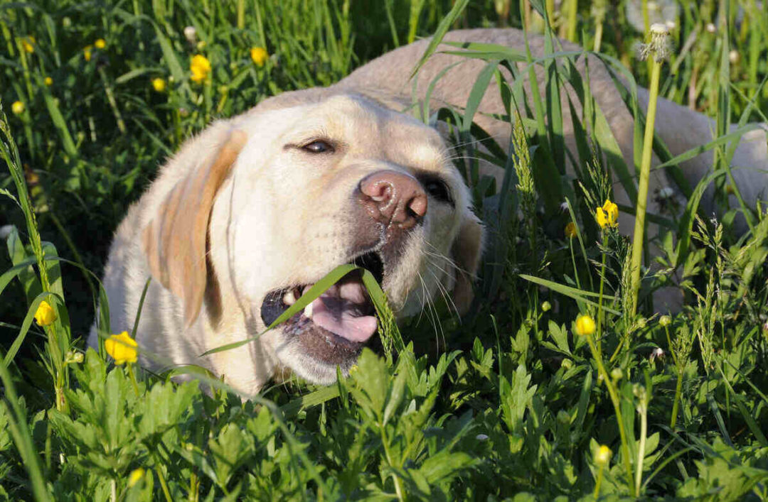Why Does My Dog Eat Grass and How Do I Stop It?
