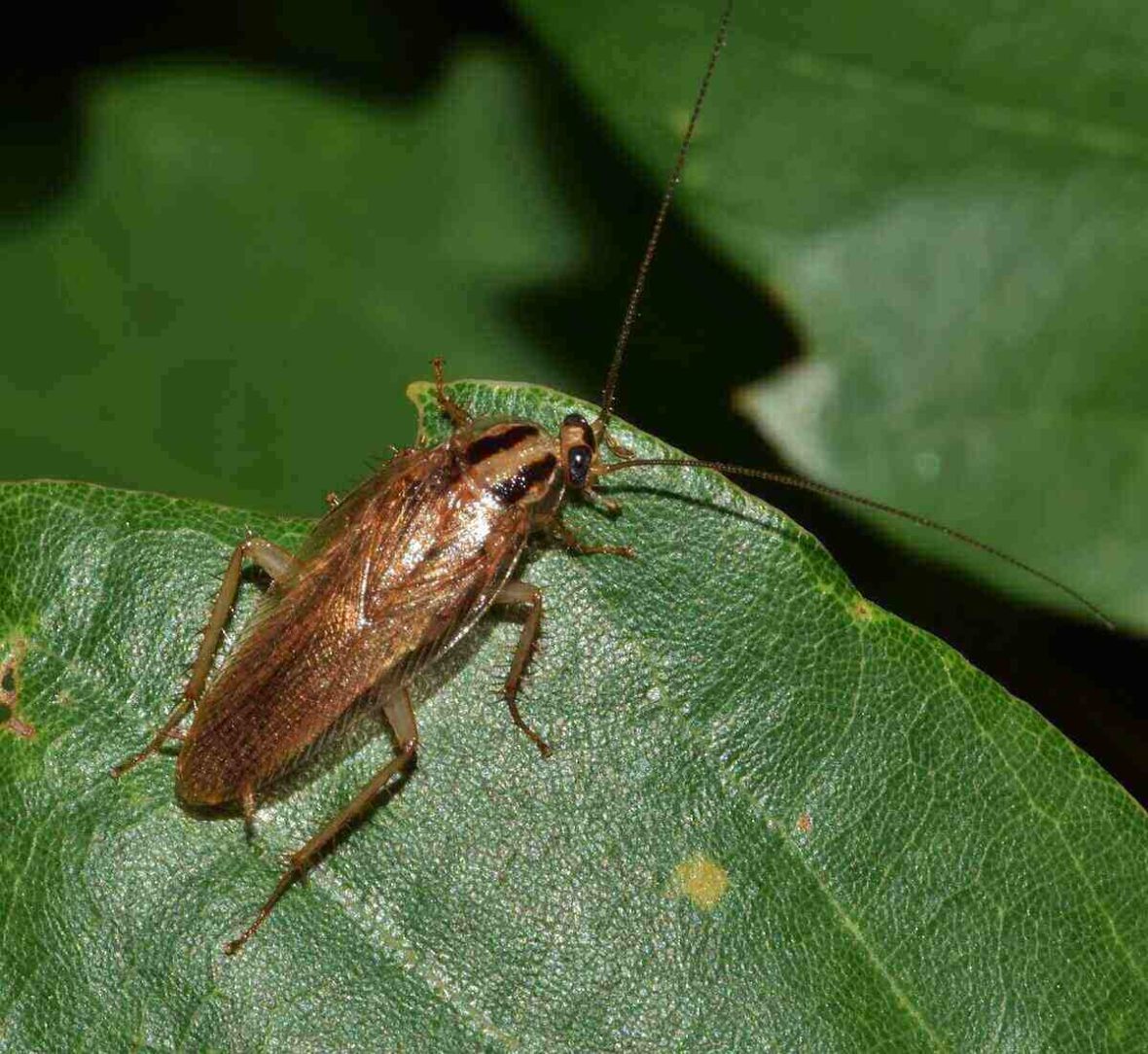 How to Get Rid of Roaches in Your Yard