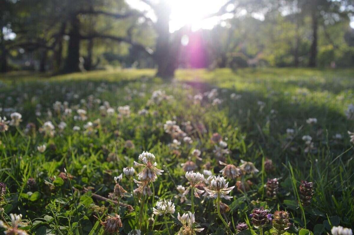 Why is Clover Taking Over My Lawn?