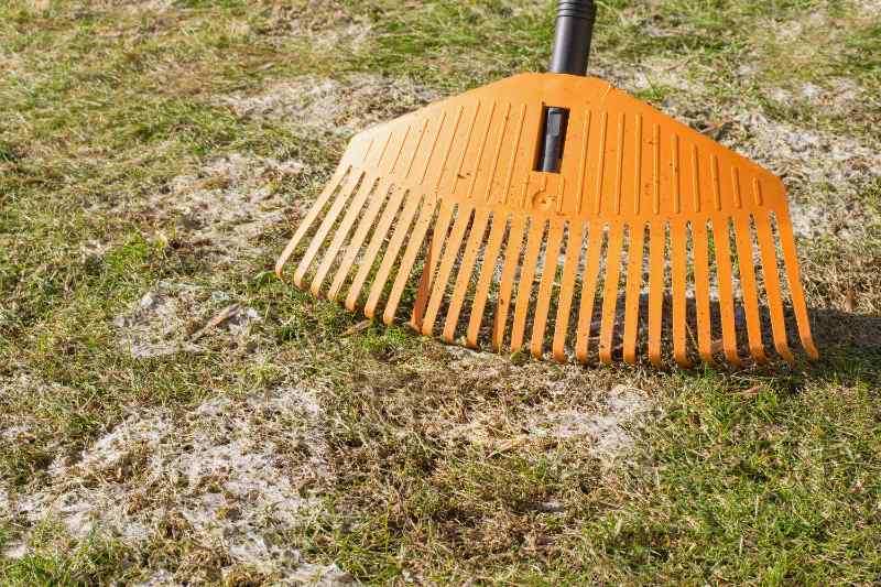 Garden rake removing snow mold and dead grass from a lawn