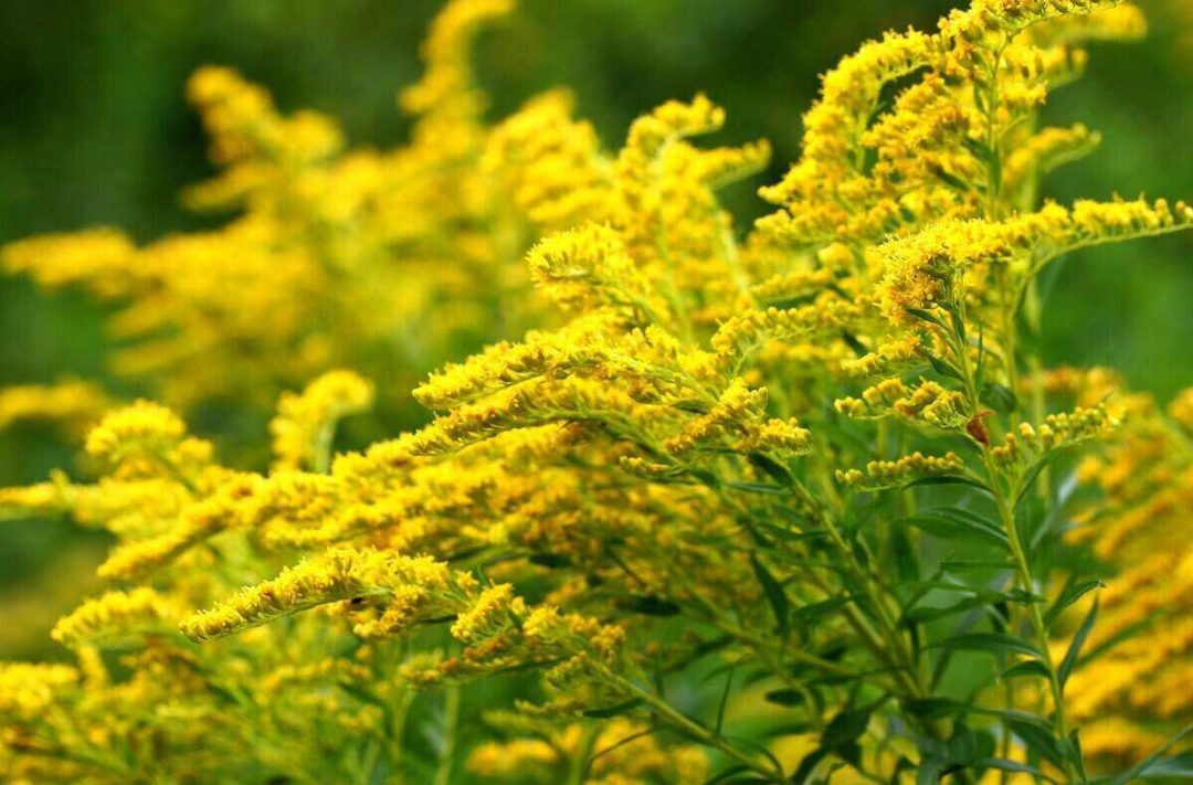 9 Best Native Plants for Charleston Lawn Care Blog