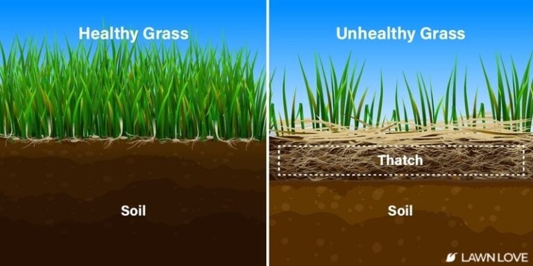 What is Dethatching?