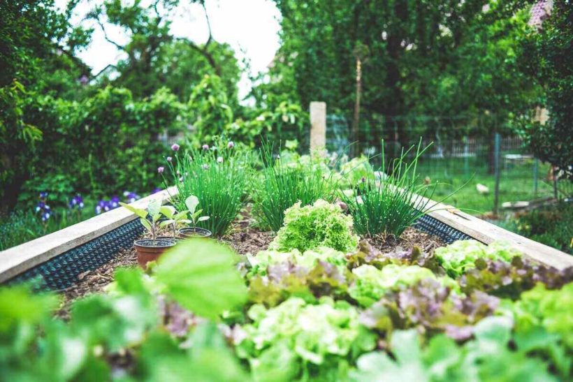 How to Start a Container Garden Lawn Care Blog Lawn Love