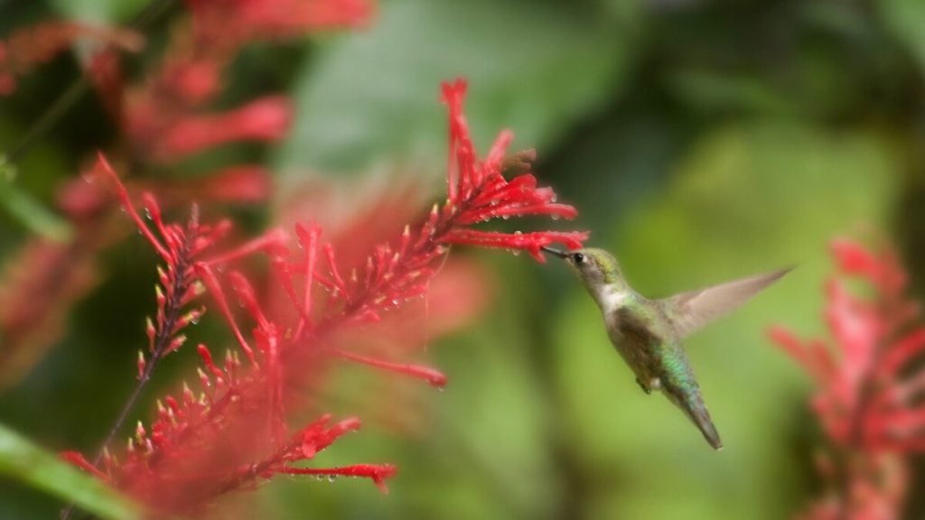 Hummingbird gathering nectar from a red firespike flower