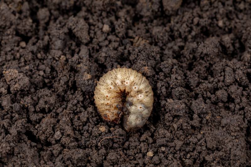 Close-up of a curled white lawn grub on dark, crumbly soil, showing common turf pest larva in garden ground.