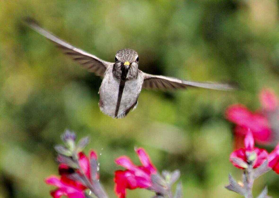 Best Plants to Attract Birds to Your Yard