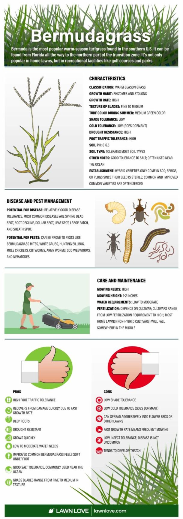 bermudagrass-how-to-grow-and-care-for-it