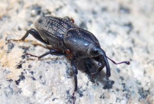 Most Common Bermudagrass Pests