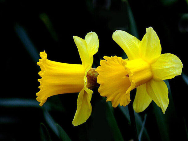 A Complete Guide to Planting Spring Bulbs in Fall