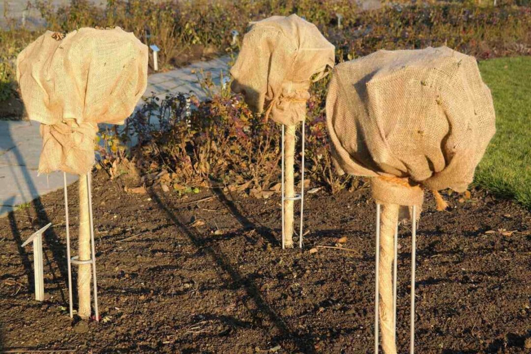 How to Protect Plants from a Freeze
