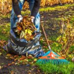 How Much Does Yard Cleanup Cost in 2026? Man placing autumn leaves into black plastic bag with rake lying on ground nearby.