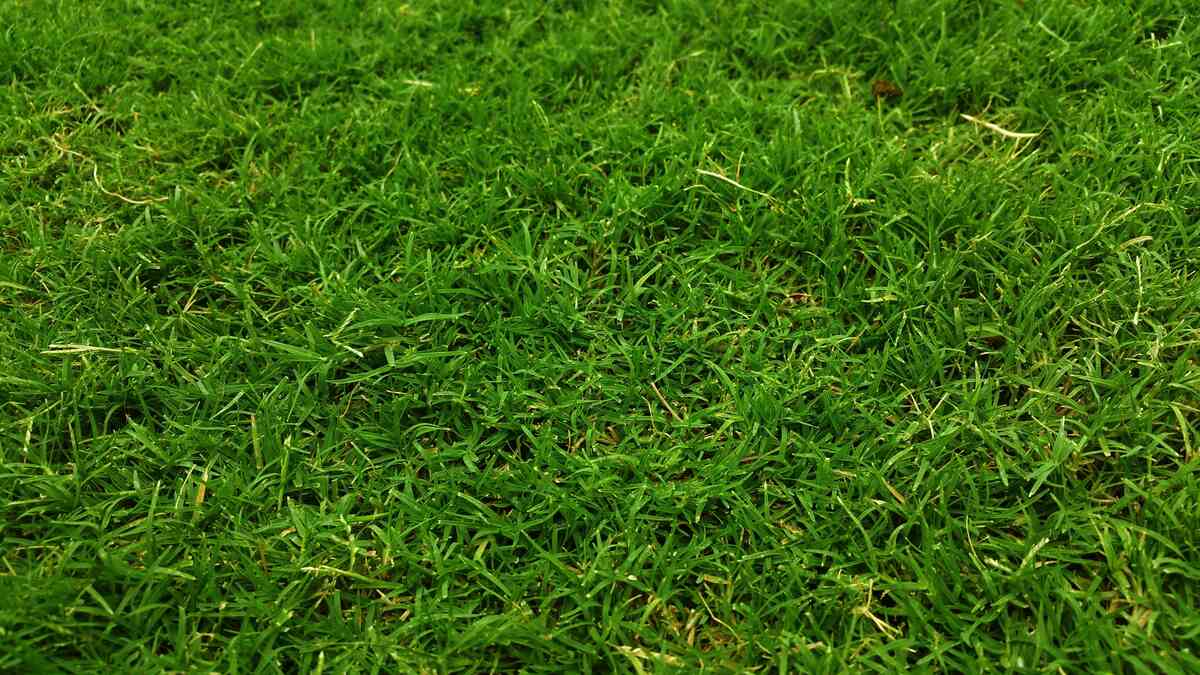 Bermudagrass Maintenance Calendar for Texas Bermudagrass grown in a lawn.