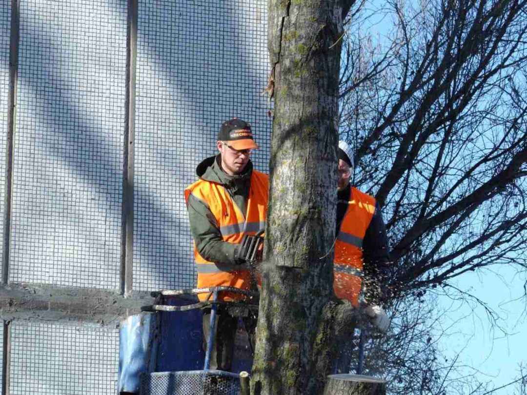 5 Reasons to Hire a Certified Arborist
