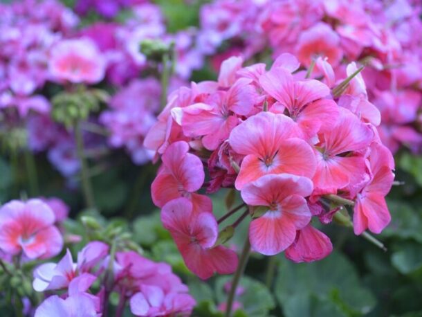 12 Ground Covers With Pink Flowers