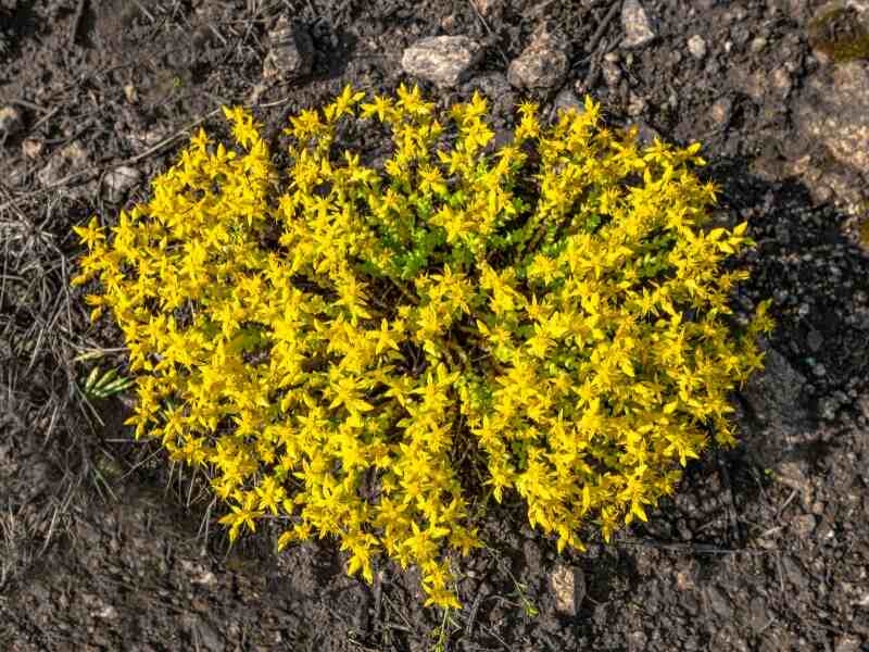 thumbnail image 2 of 60+ Yellow Alyssum Perennial Flower Seeds - Ground Cover, Sun Or Shade, Fresh Seeds 2 of 4