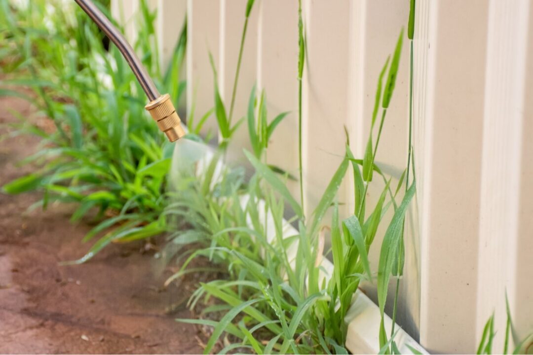 Image showcasing How to Control Annual Weeds vs. Perennial Weeds