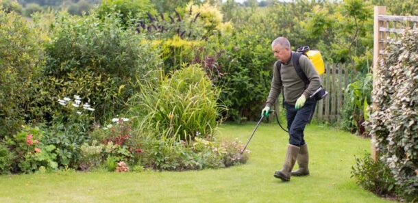 How and When to Apply Weed and Feed on Your Lawn