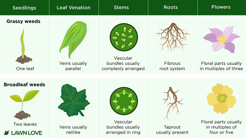 Broad Leaves Weeds Pictures Broad Leaves Weeds Pictures
