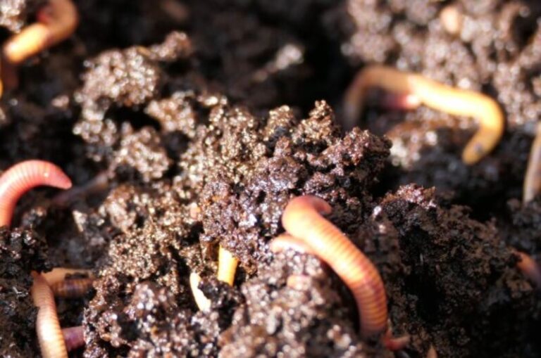 How to Deal with Earthworm Castings on Your Lawn