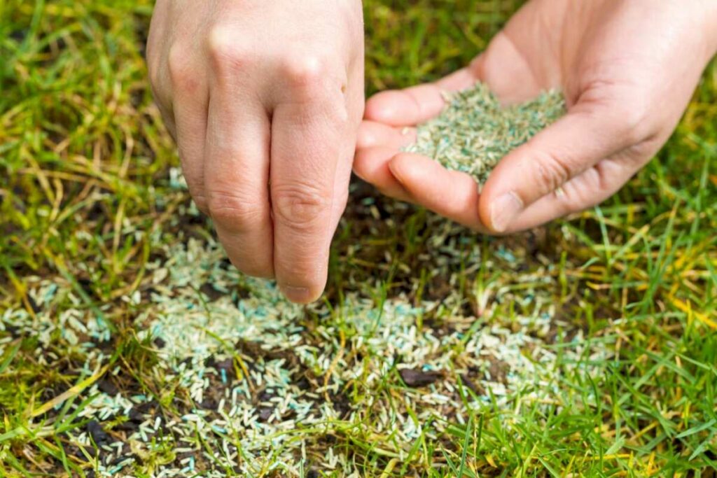How Long After Overseeding Can I Mow? (By Grass Type)