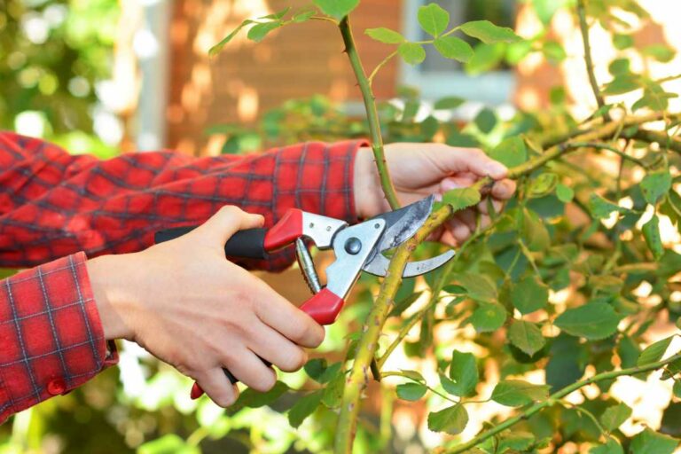 Trimming Fs What is Pruning?