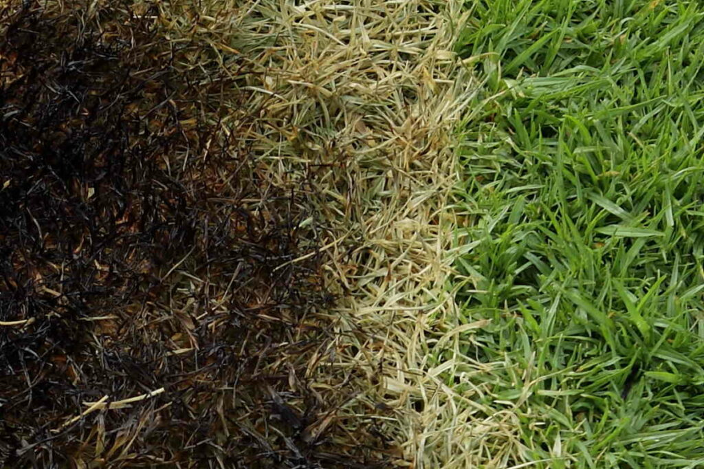 How Long Does It Take for Burnt Grass to Grow Back