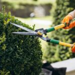 How Much Does Bush Trimming Cost in 2026? A garden worker wearing orange gloves trimming a green hedge with manual pruning shears in a yard.