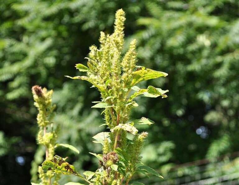 Common Broadleaf Weeds Found in Your Yard