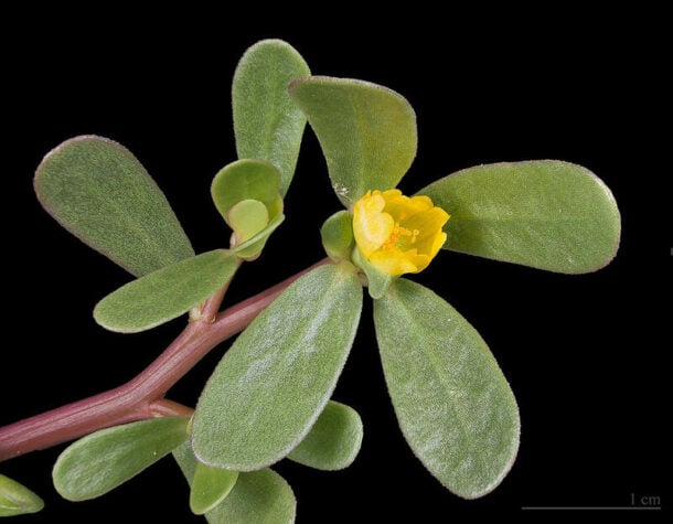 Common Broadleaf Weeds Found in Your Yard