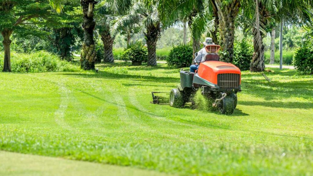 How Long After Overseeding Can I Mow? (By Grass Type)
