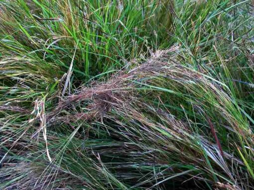 What is Dethatching?