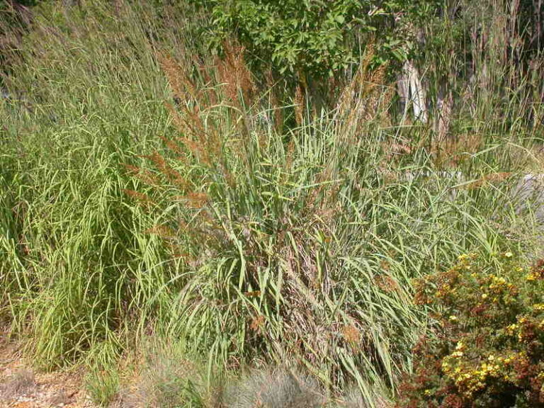 20 Indiana Native Plants for Your Landscape