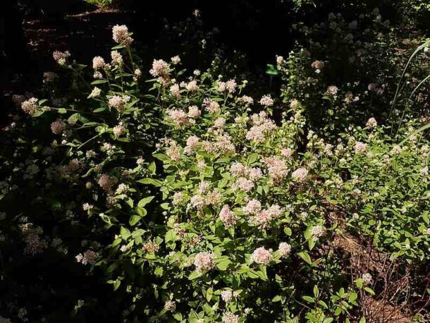 Nebraska Native Plants