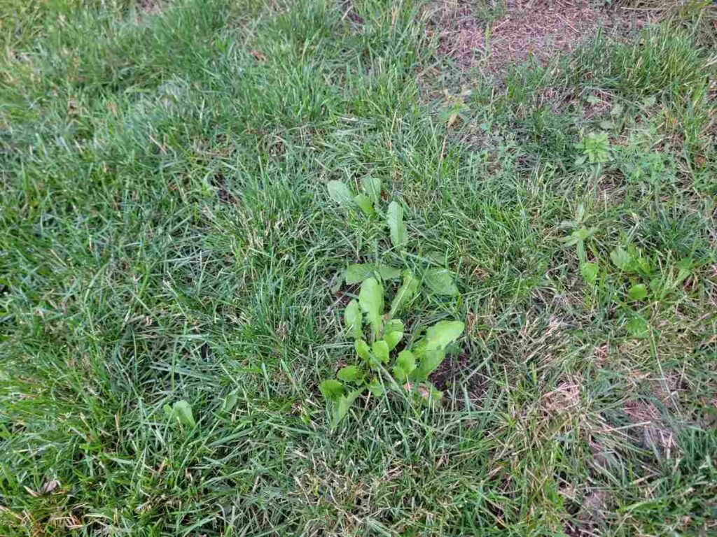 How to Control Weeds by Type