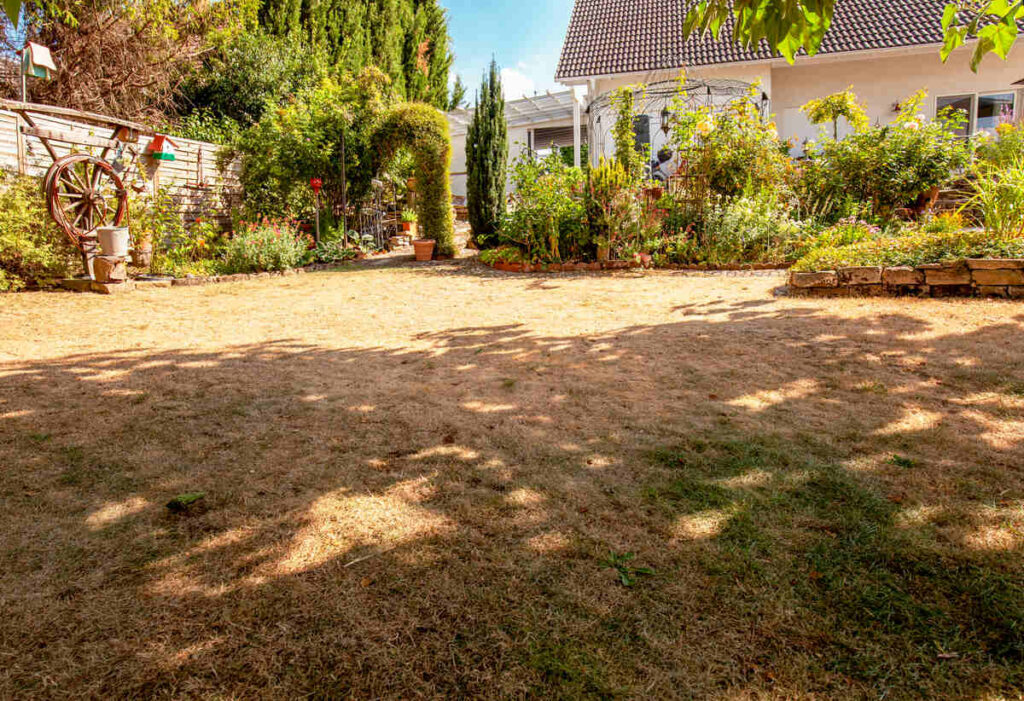 How to Help Your Lawn Recover from Drought