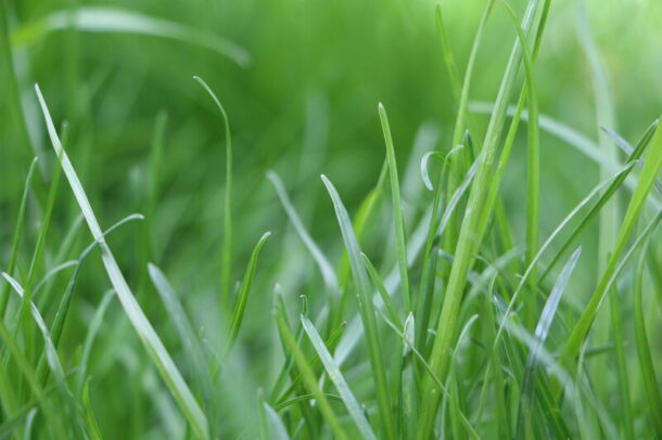 Best Spring Fertilizers by Grass Type: Regional Application Guide