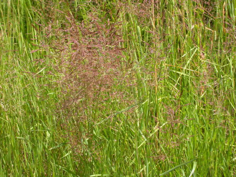 Pros and Cons of Creeping Bentgrass