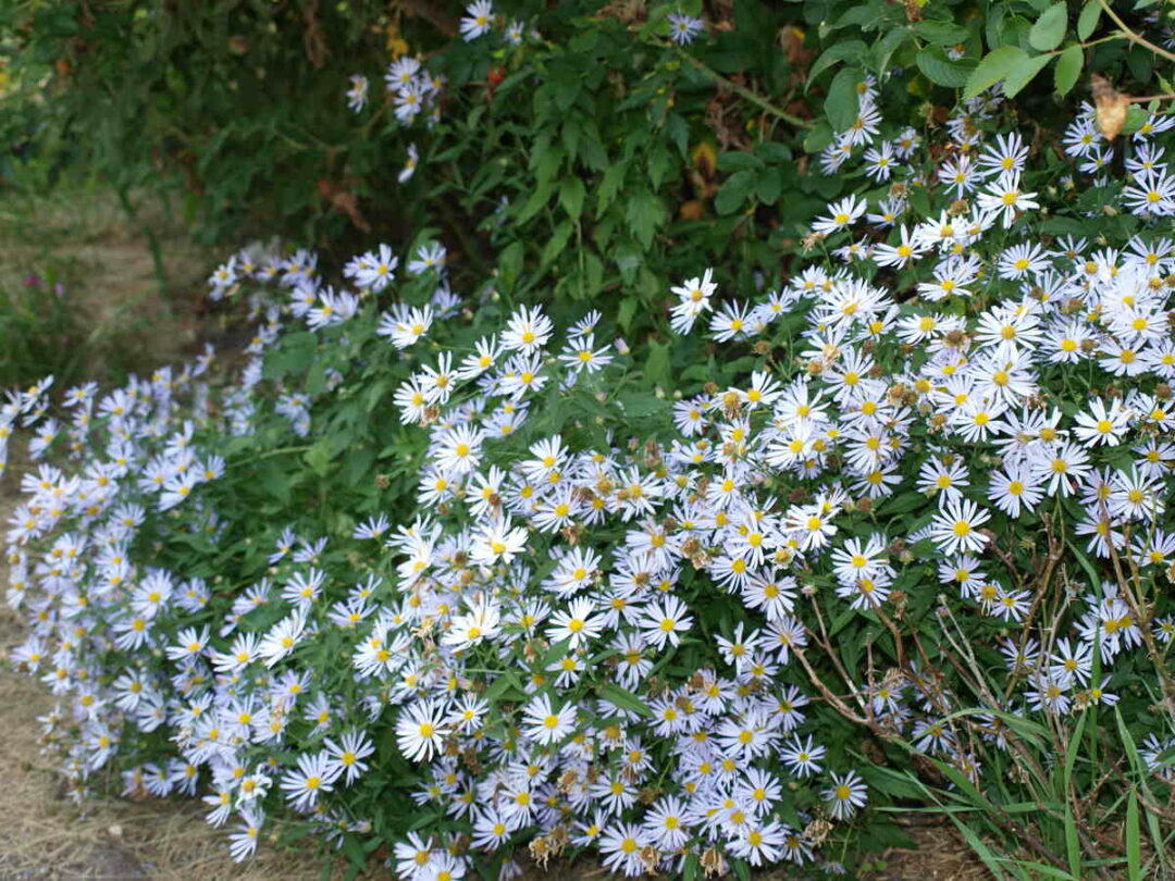 False Aster 18 Missouri Wildflowers for Your Garden