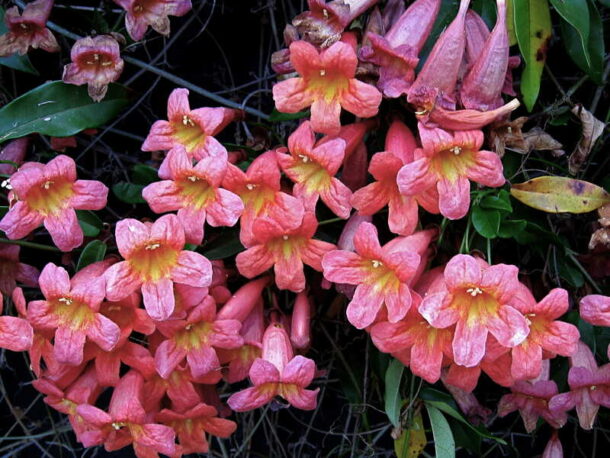 Mississippi Native Plants for Your Landscape