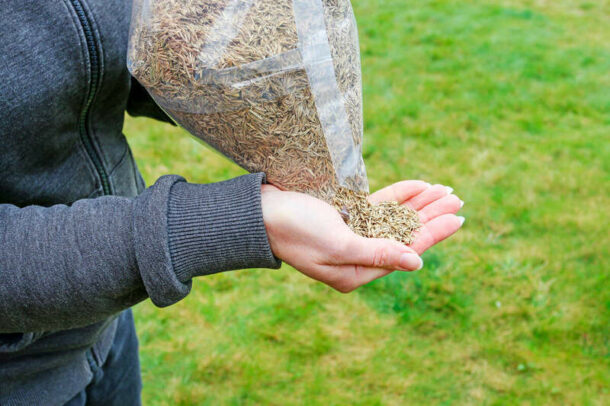How to Overseed a Lawn Without Aerating