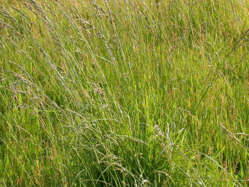 Why Does My Grass Grow in Clumps?