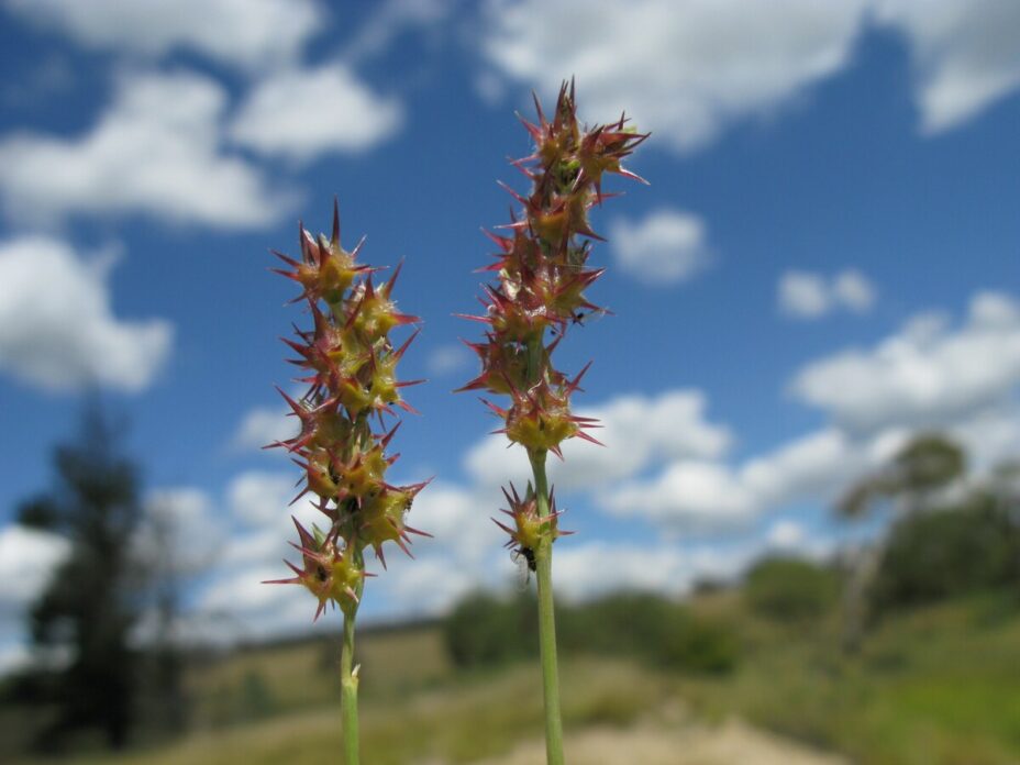 11 Best Native Plants for Your San Antonio Yard