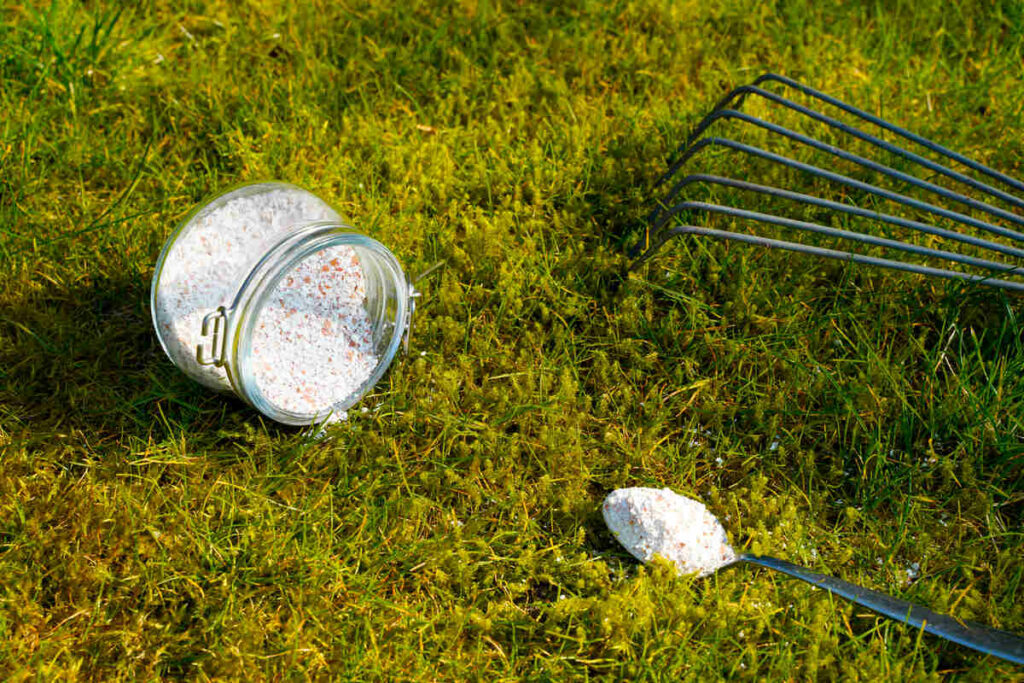 When to Add Lime to Your Lawn