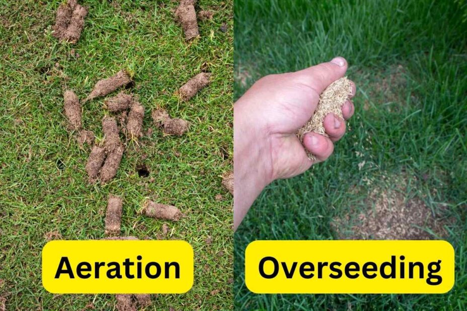 How to Prepare Your Lawn for Aeration and Overseeding