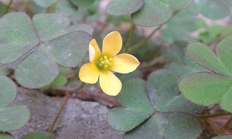 Creeping woodsorrel with heart-shaped leaves and five-petaled yellow flower