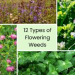 12 Types of Flowering Weeds and How to ID Them A collage of types of flowering weeds