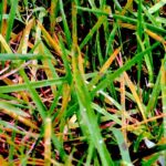 What is Lawn Rust? Close-up of grass affected by rust disease, with brown spots and a yellowish tint on the leaves.