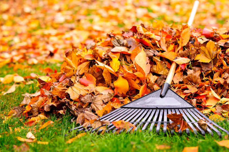 Leaf rake beside a pile of colorful autumn leaves